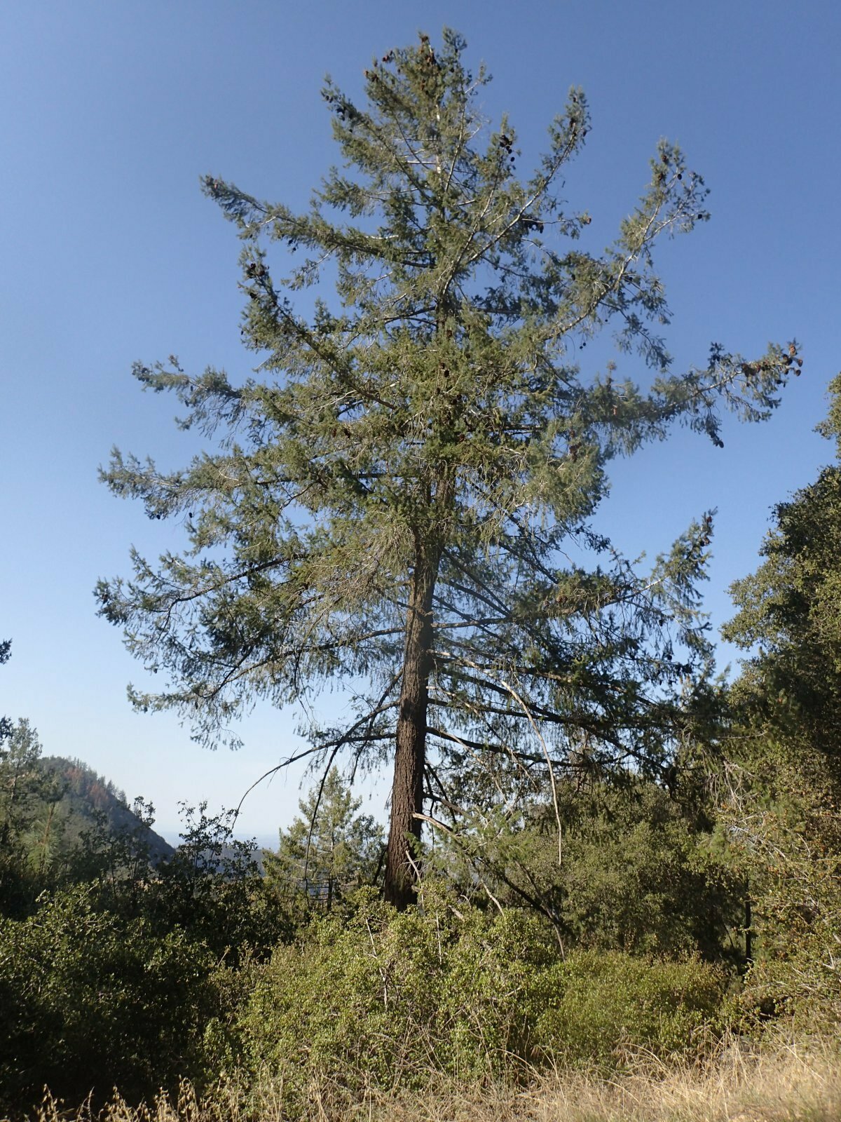 High Resolution Pseudotsuga macrocarpa Plant